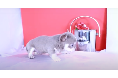 成約済の愛知県のチワワ(スムースコート)-127284の3枚目